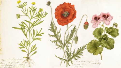 framtpont-court-fauna-illustrations